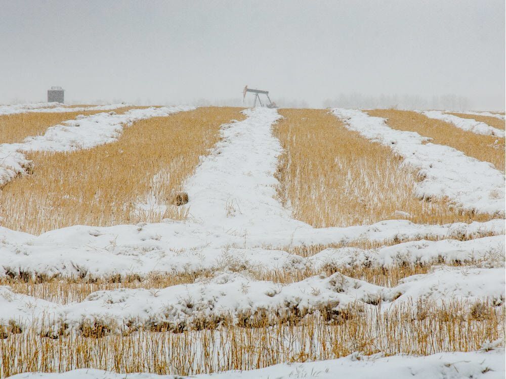 Millions of acres of canola freeze on Canada's Prairies, compounding 'harvest from hell'